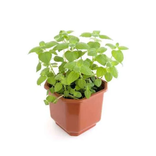 Menthe Fraîche Bio Le Pot