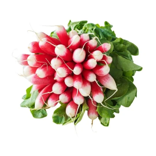 Radis roses Bio