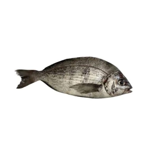Daurade grise