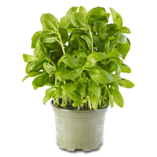 Basilic bio