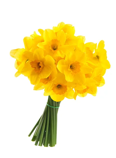 Bouquet de 20 jonquilles
