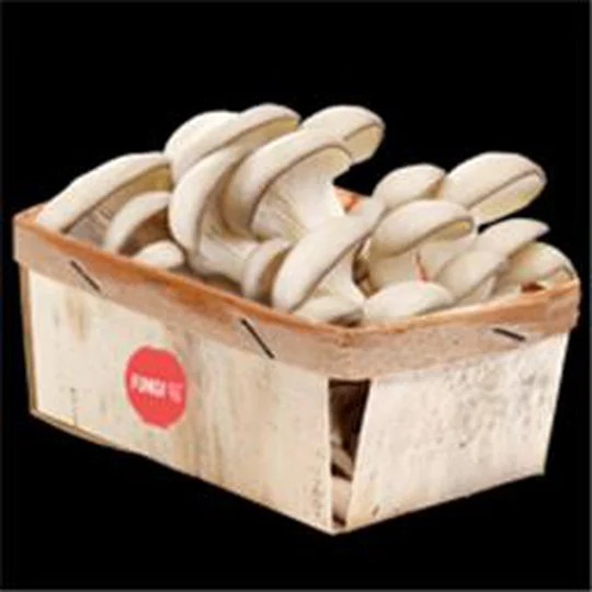 Champignon PLEUROTTE