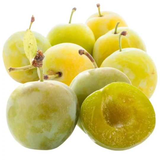 Reine Claude en conversion Bio