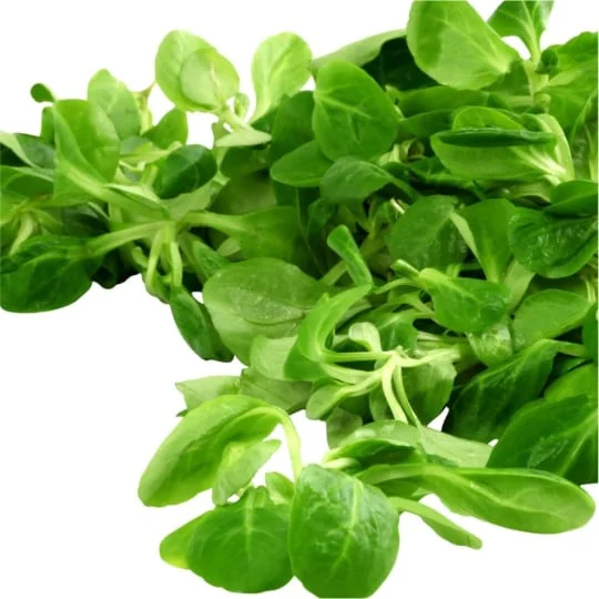 Mâche sans résidu de pesticide