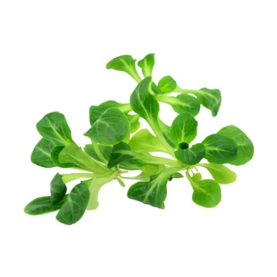 Salade mâche