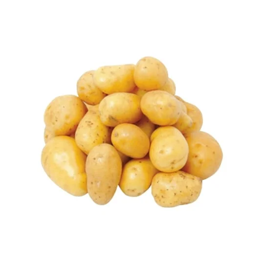 Pommes de terre Primeur agroécologie