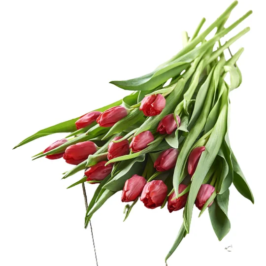 Bouquet de 14 tulipes rouges