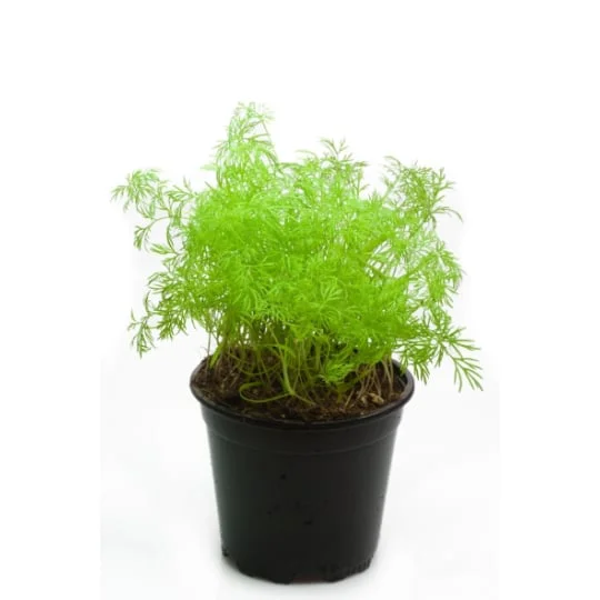 Plant d'Aneth Bio frais