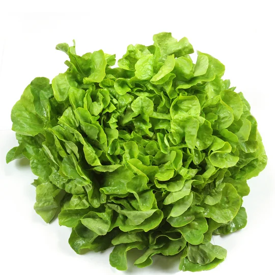 Salade feuille de chêne verte bio