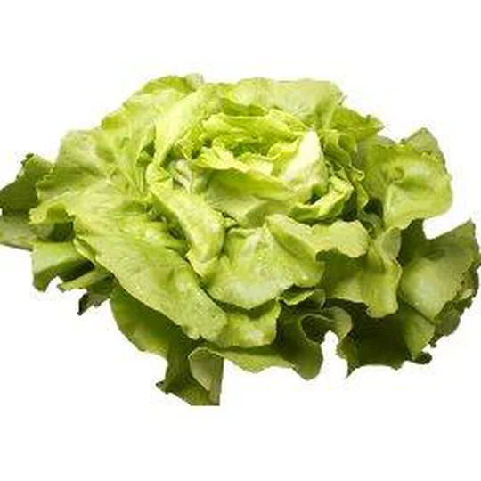 Salade LAITUE BLONDE