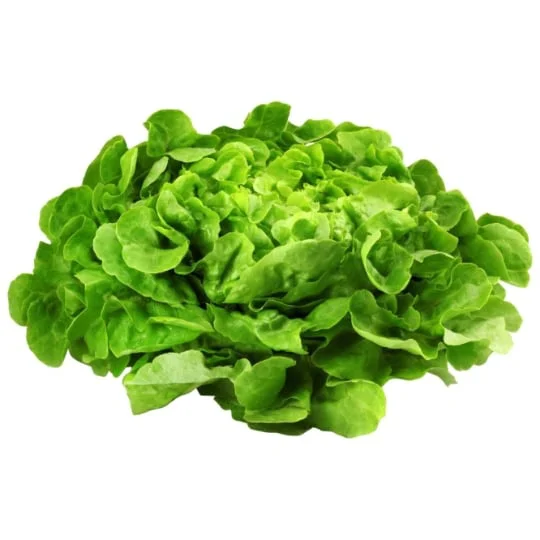 Salade feuille de chêne blonde Bio