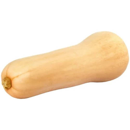 Courge butternut agroécologie