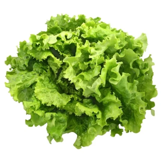 Salade Batavia Bio