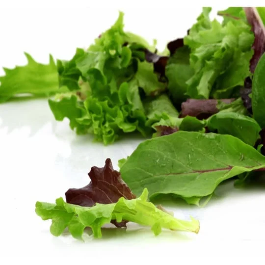 Salade jeunes pousses