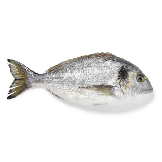 Daurade royale