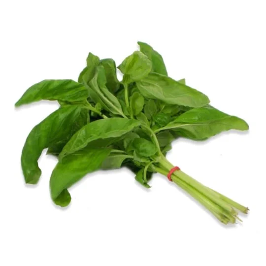 Basilic frais