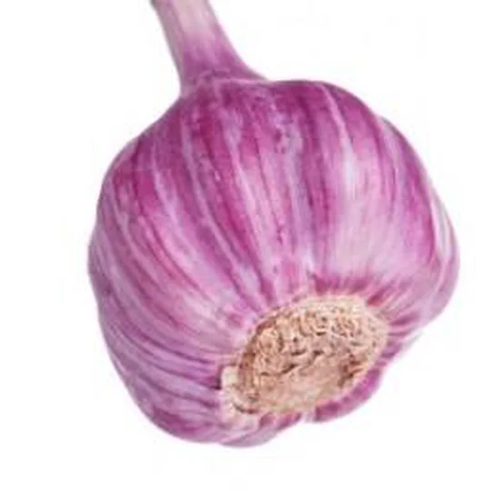 Ail violet