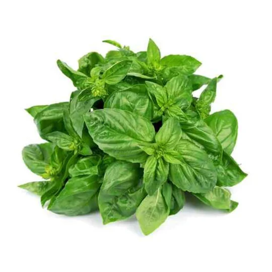 Basilic