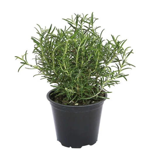 Pot de Romarin Bio