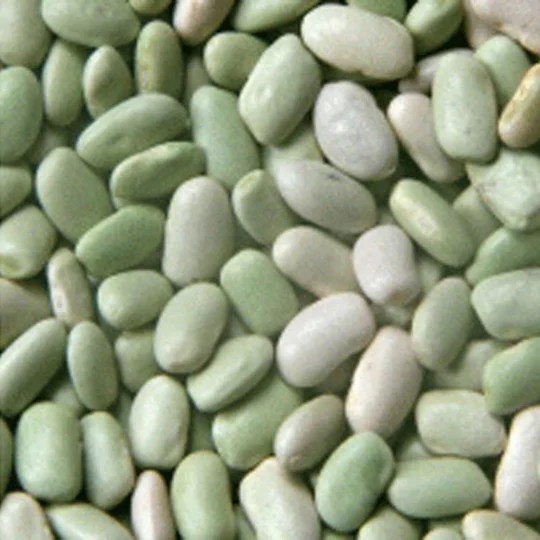 Flageolets Chevriers