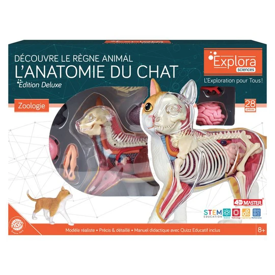Explora zoologie chat rouge
