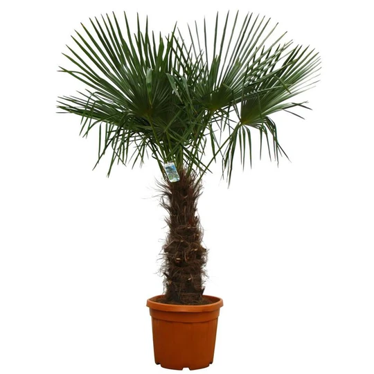 Lot de 2 Palmiers de Chine (Chamaerops excelsa) - C45L Tronc 60/80cm H160/200cm