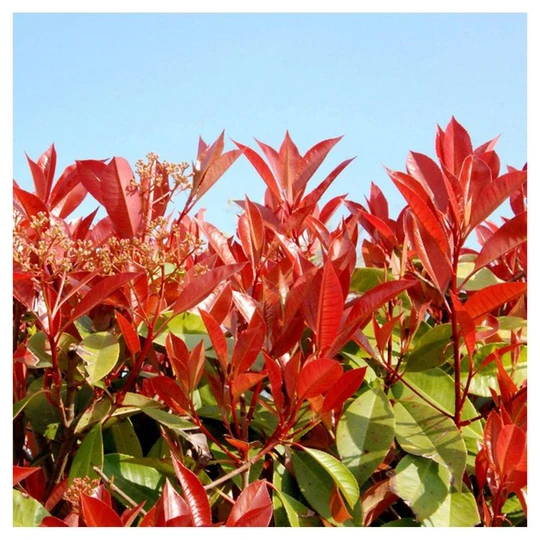 Photinia Fraseri Red Robin Pot de 3 Litres 60/80 Cm