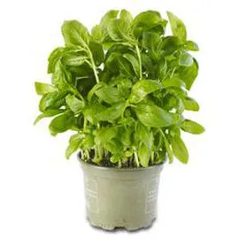 Basilic bio (250g)