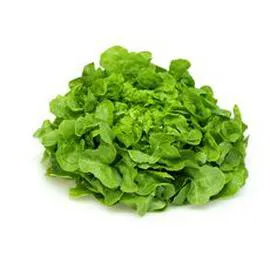 Salade feuille de chêne blonde (l'unité)