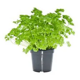 Persil frisé bio (250g)