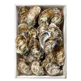 Huîtres de Bouzigues Bassin de Thau N°2 (x24)