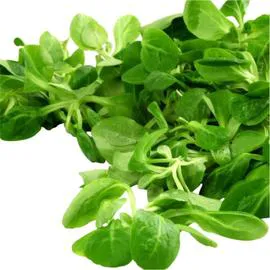 Mâche sans résidu de pesticide (150g)