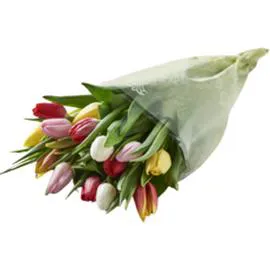 Bouquet de 14 tulipes arlequin (l'unité)