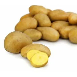 Pommes de terre de consommation Agata (10kg)