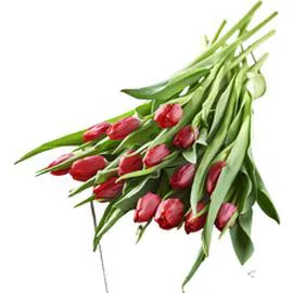 Bouquet de 14 tulipes rouges (l'unité)