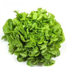 Salade feuille de chêne verte bio (l'unité)