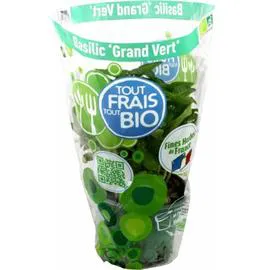 Plant de Basilic Bio frais 'Grand Vert' (500ml)