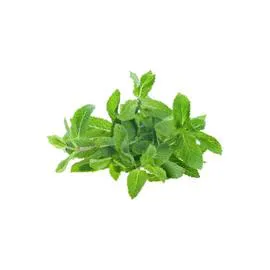 - Menthe fraîche l'unité