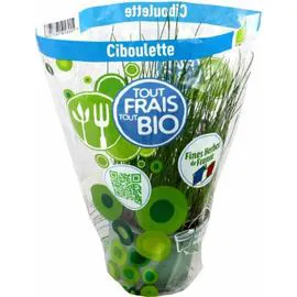 Plant de Ciboulette Bio frais (500g)