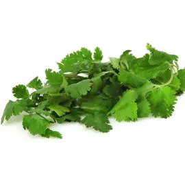 Plant de Coriandre Bio frais (l'unité)