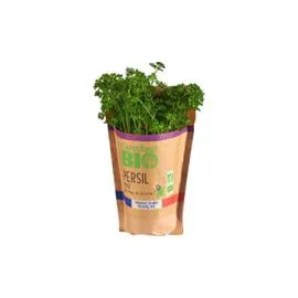 Persil frisé en pot Bio (l'unité)