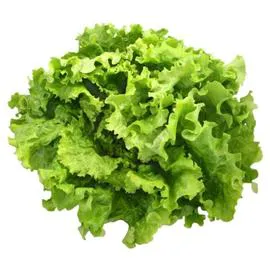 Salade Batavia Bio (l'unité)
