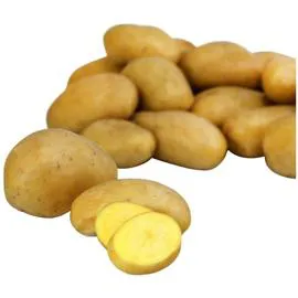 Pommes de terre primeur de Noirmoutier IGP (2,5kg)