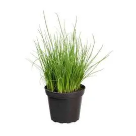 Ciboulette Bio En Pot (l'unité)