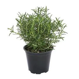 Pot de Romarin Bio (400g)