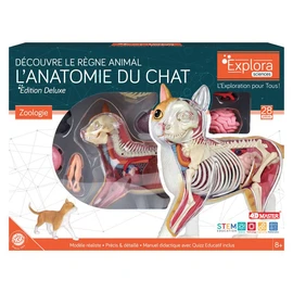 Explora zoologie chat rouge