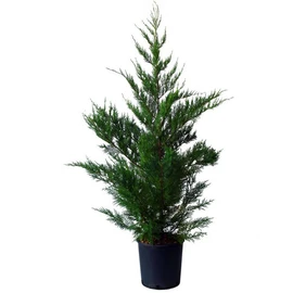 Lot de 5 Cyprès de Leyland (Cupressocyparis Leylandii) C15L 175/200