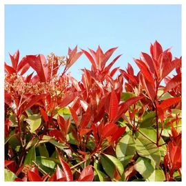 Photinia Fraseri Red Robin Pot de 3 Litres 60/80 Cm
