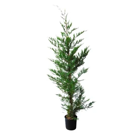 Lot de 10 Cyprès de Leyland (Cupressocyparis Leylandii) C10L 150/175