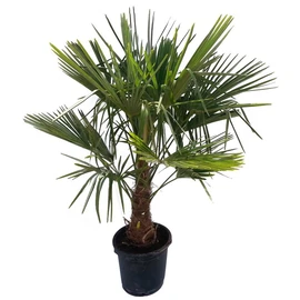 Palmier de Chine (Chamaerops Excelsa) - Pot de 25L - HT/140cm et plus